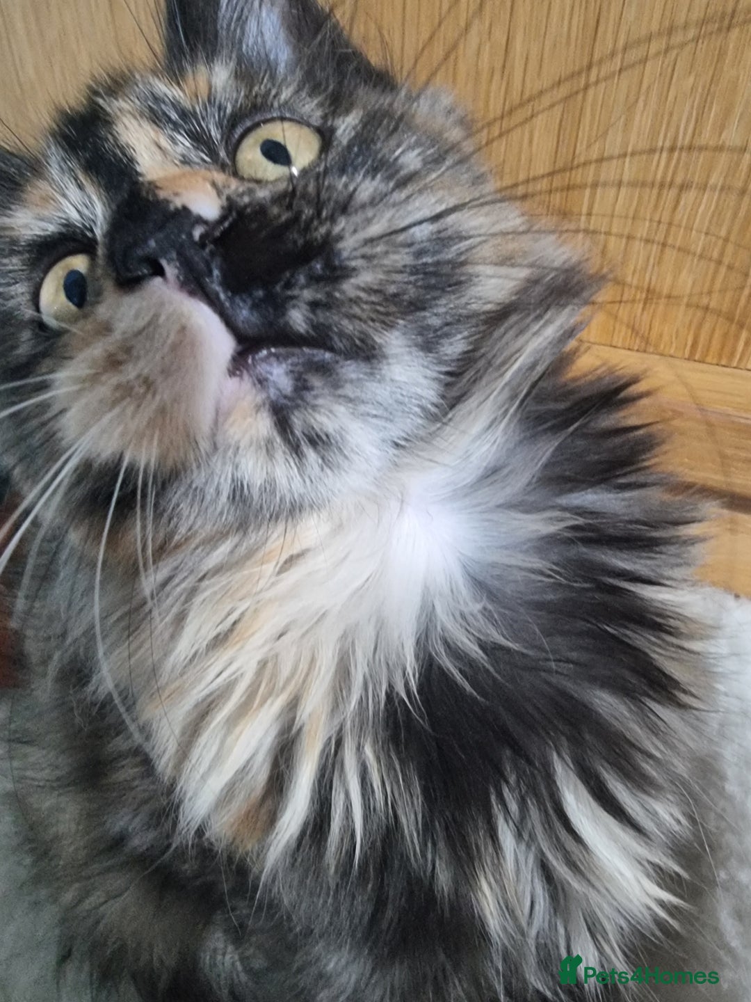 Maine Coon cats for sale: Pedigree GCCF Registered Maincoon Kittens - Image 5