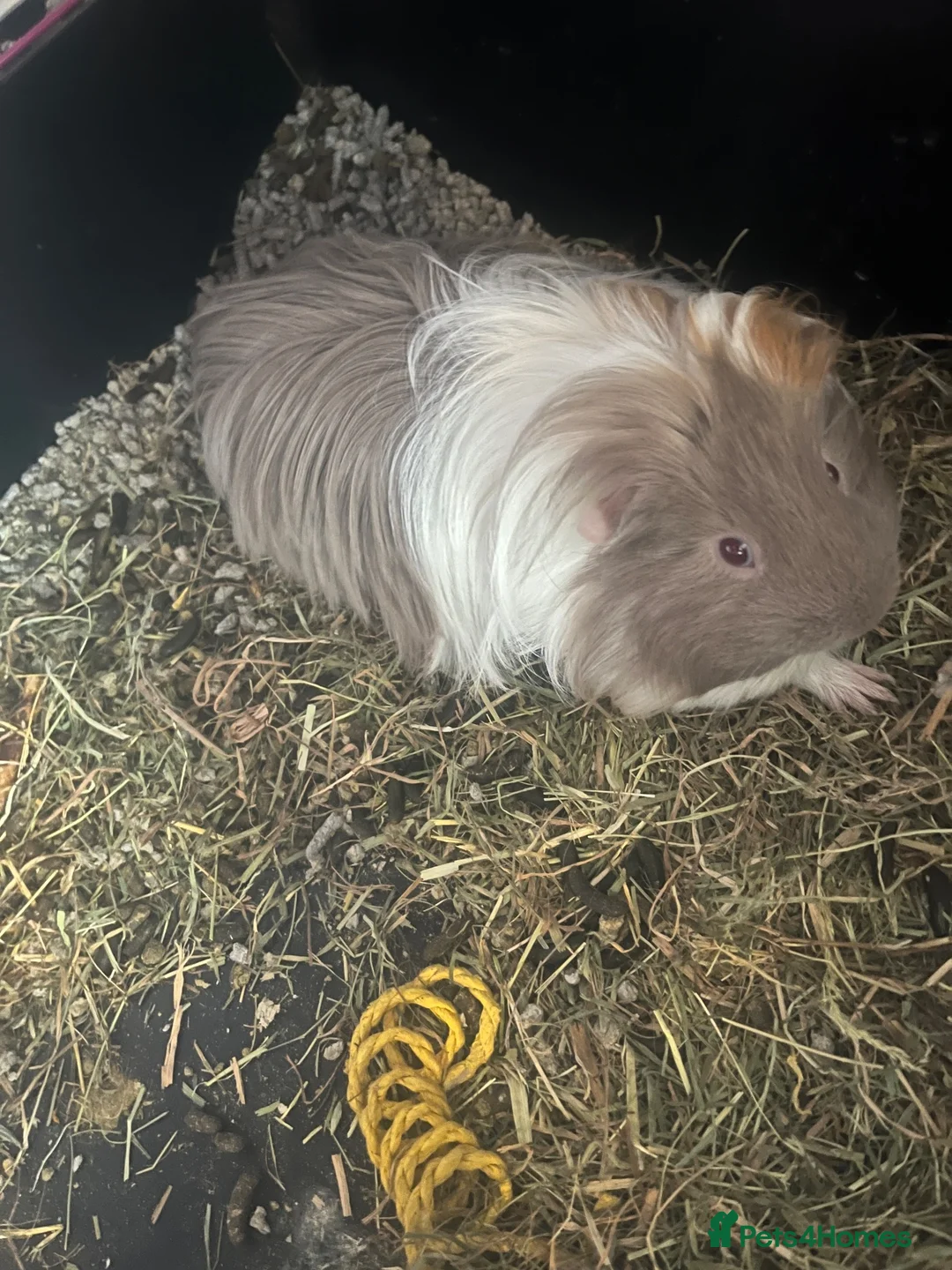 Guinea Pig rodents for sale: Oreo&Reggie in London - Advert 2