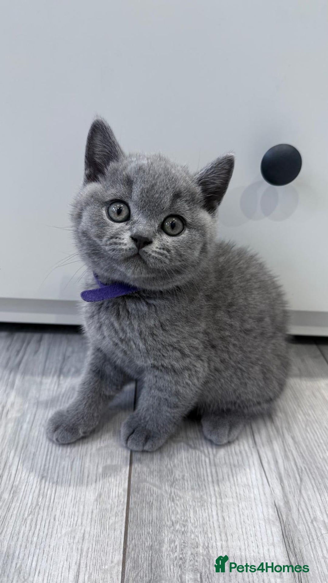 British Shorthair cats for sale: 4 British shorthair kittens  - Image 1