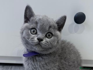 British Shorthair cats - Advert 5