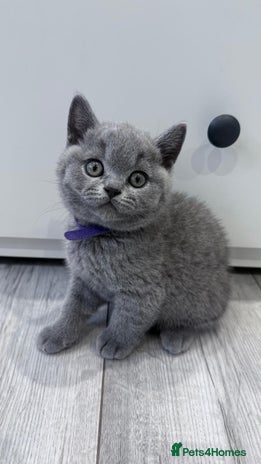 British Shorthair cats - Advert 7