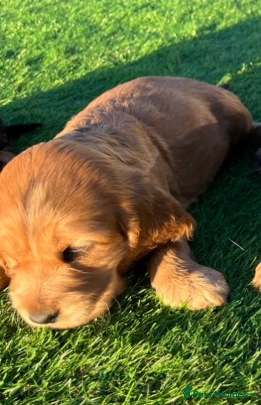 Cocker Spaniel dogs for sale: KC Registered Show Type Cocker Spaniels - Advert 22