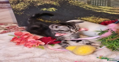 British Shorthair cats - Advert 9