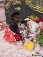 British Shorthair cats - Advert 16