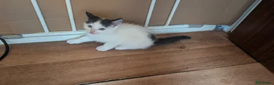 Mixed Breed 3