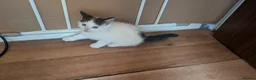 Mixed Breed cats for sale: 4 female kittens for sale  in New Milton - Advert 3