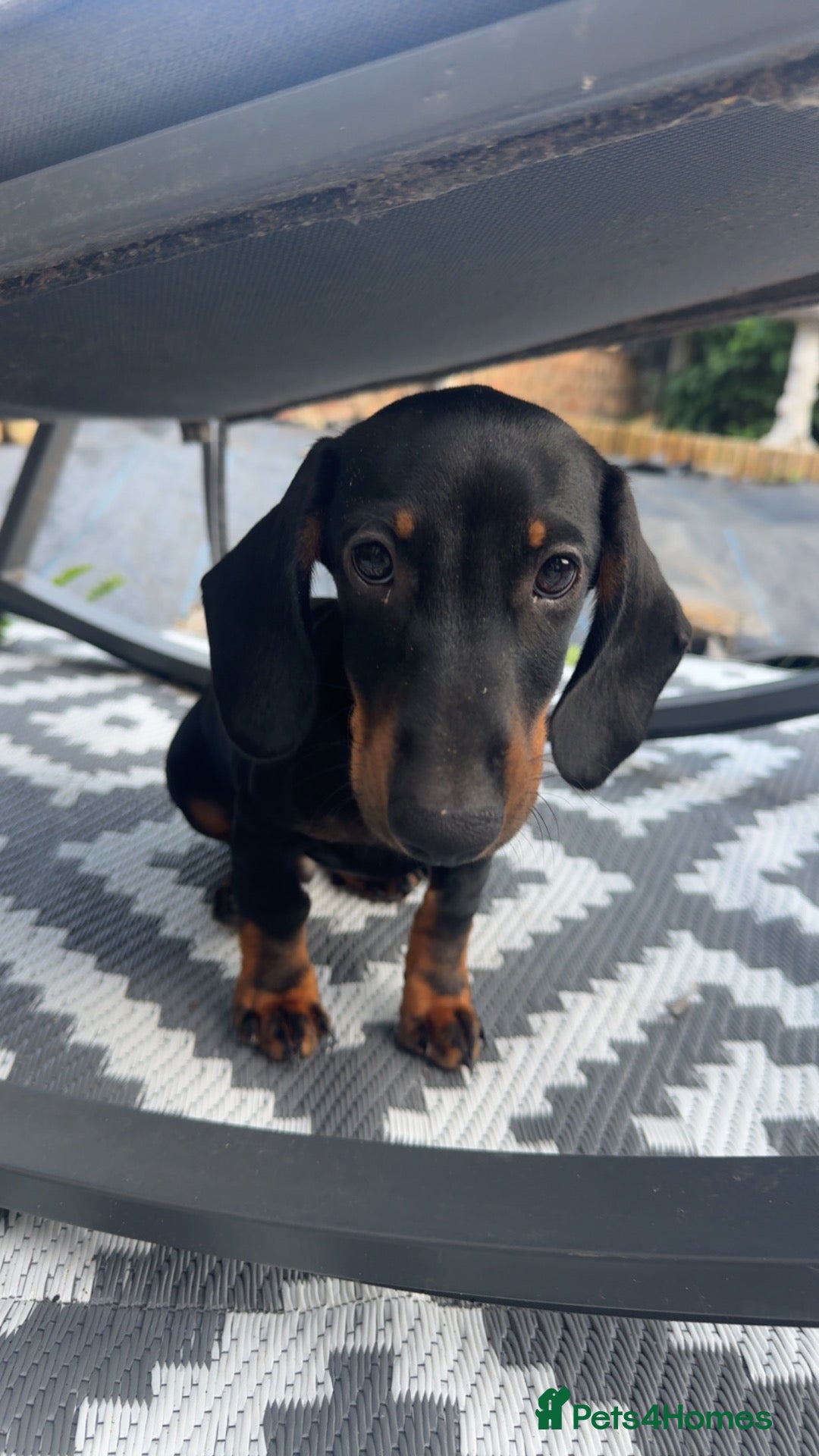 Dachshund dogs 4 month old puppy ready to go asap!! - Advert 1