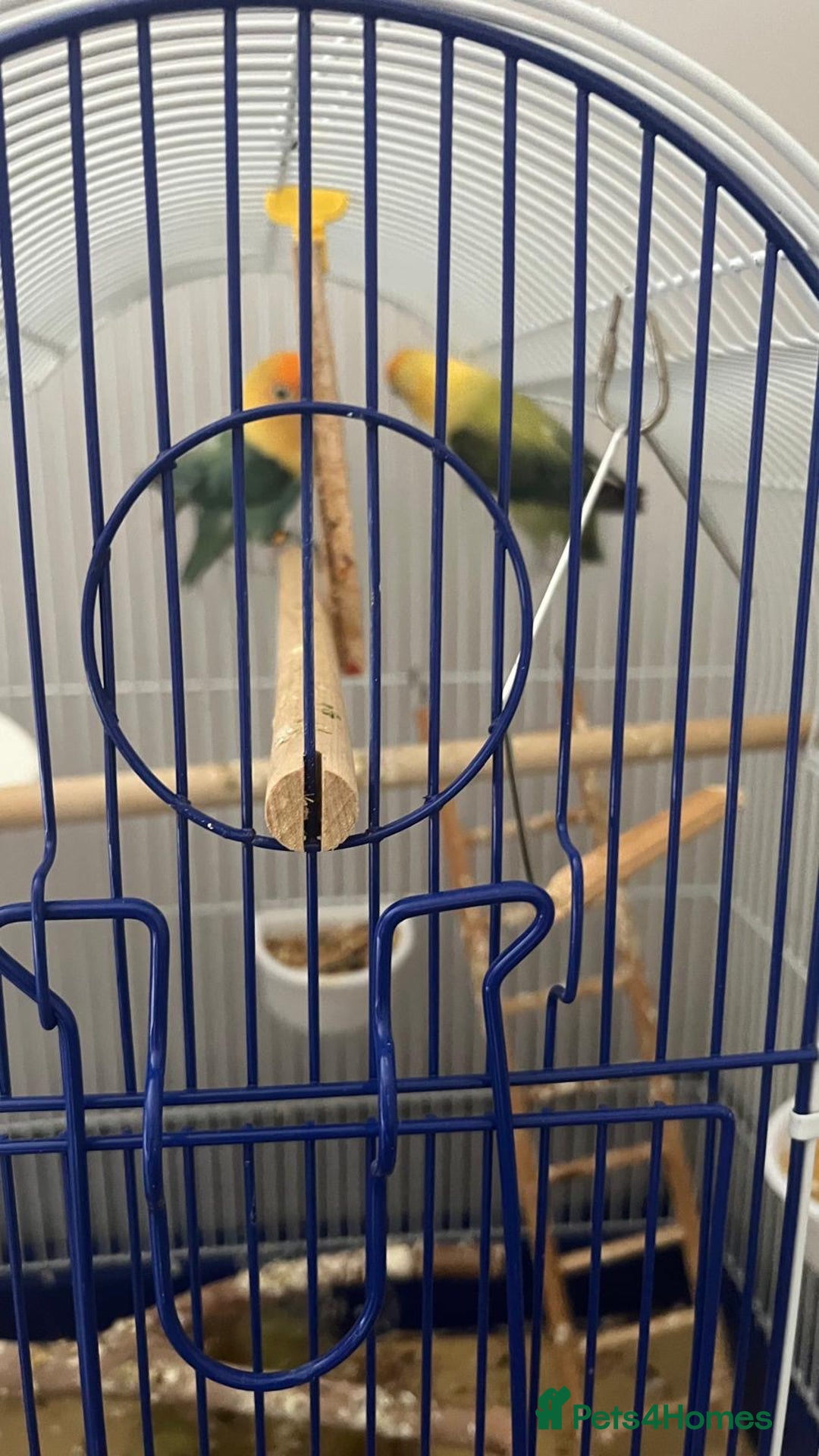 Lovebirds birds for sale: Lovebirds mixed  - Image 1