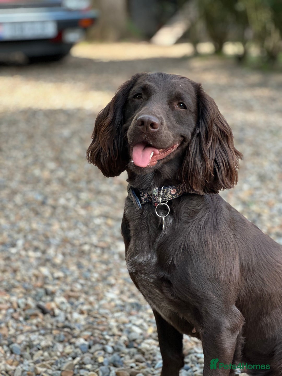Sprocker dogs for sale: Sprocker puppies for sale - Advert 2