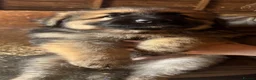 German Shepherd dogs for sale: Beautiful litter of healthy German shepherd pups - Advert 9