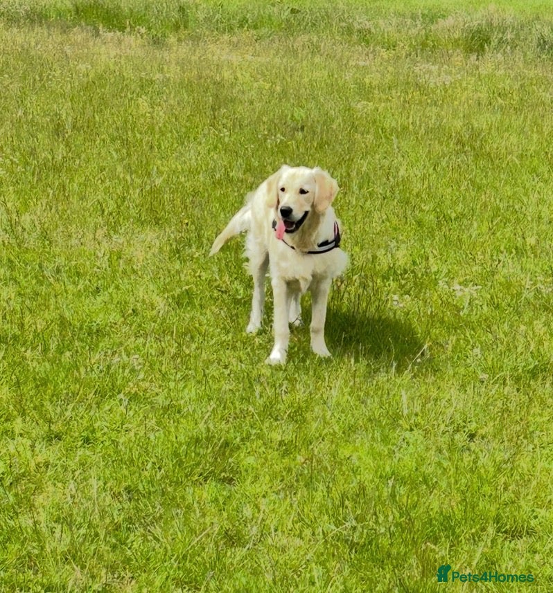 Golden Retriever dogs GOLDEN RETRIEVER- PET HOME ONLY - Advert 1