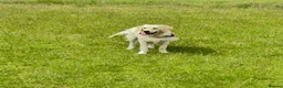 Golden Retriever dogs for sale: GOLDEN RETRIEVER- PET HOME ONLY - Advert 1
