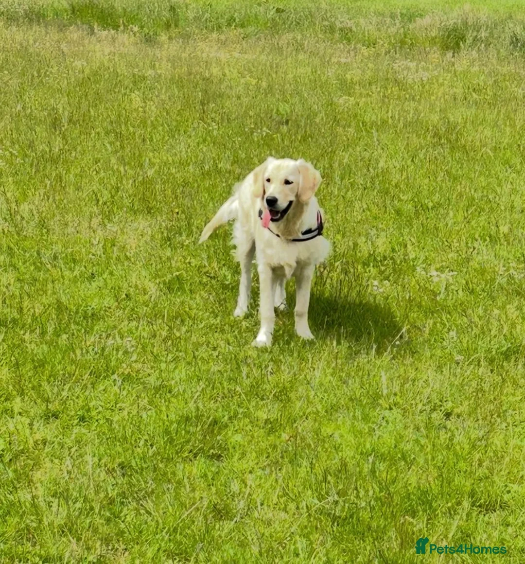Golden Retriever dogs for sale: GOLDEN RETRIEVER- PET HOME ONLY - Advert 1