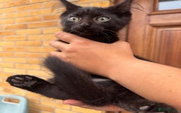 Domestic Shorthair cats for sale: 1 short hair, 3 semi long hair domestic kittens. - Image 3