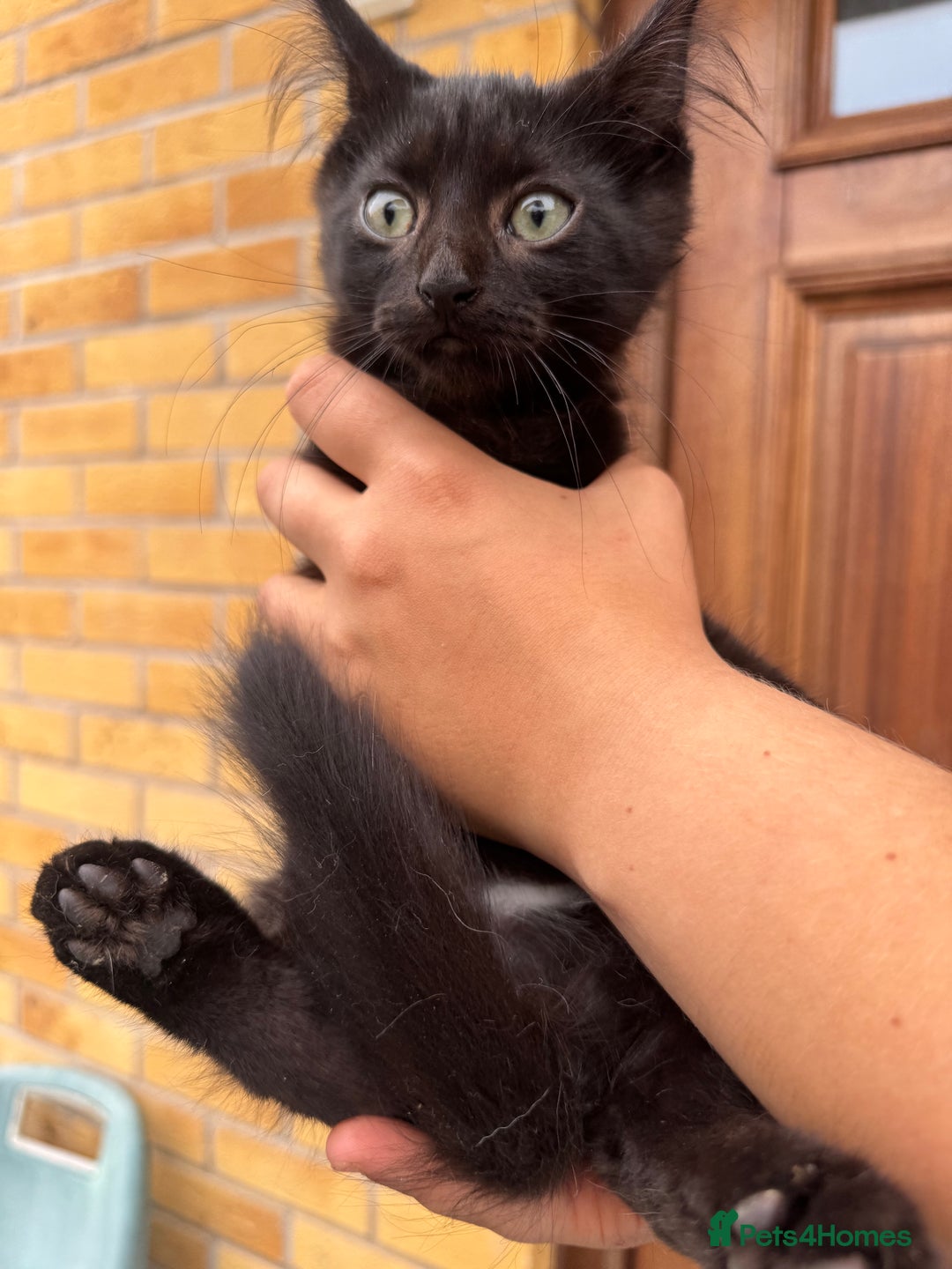 Domestic Shorthair cats for sale: 1 short hair, 3 semi long hair domestic kittens. - Image 3