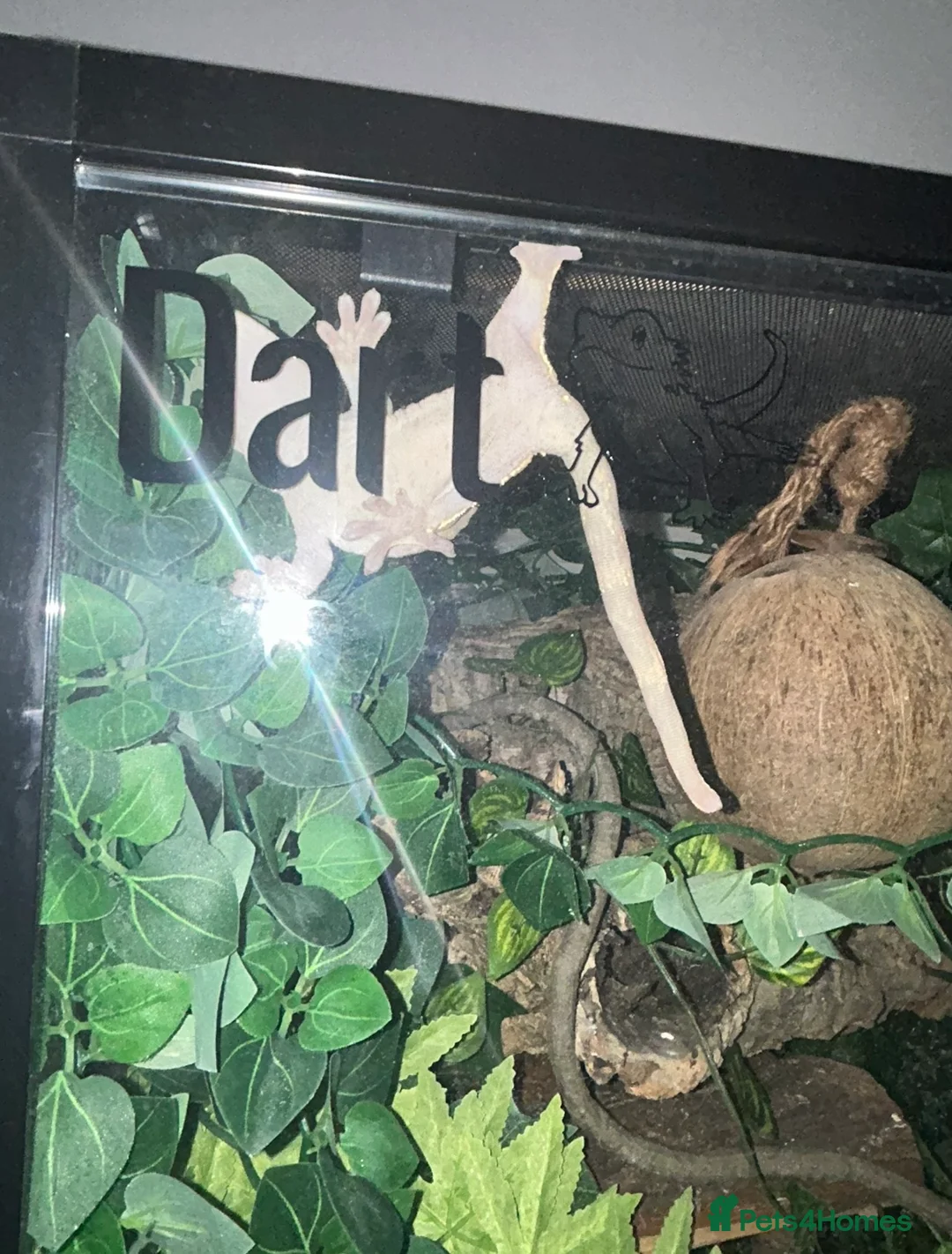 Gecko reptiles for sale: Female Harlequin Created Gecko in Aldershot - Advert 24