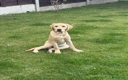 Labrador Retriever dogs for sale: Charlie  - Image 5