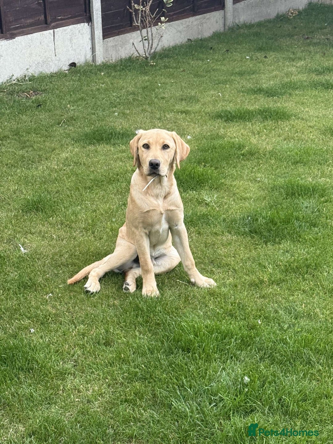 Labrador Retriever dogs for sale: Charlie  - Image 5