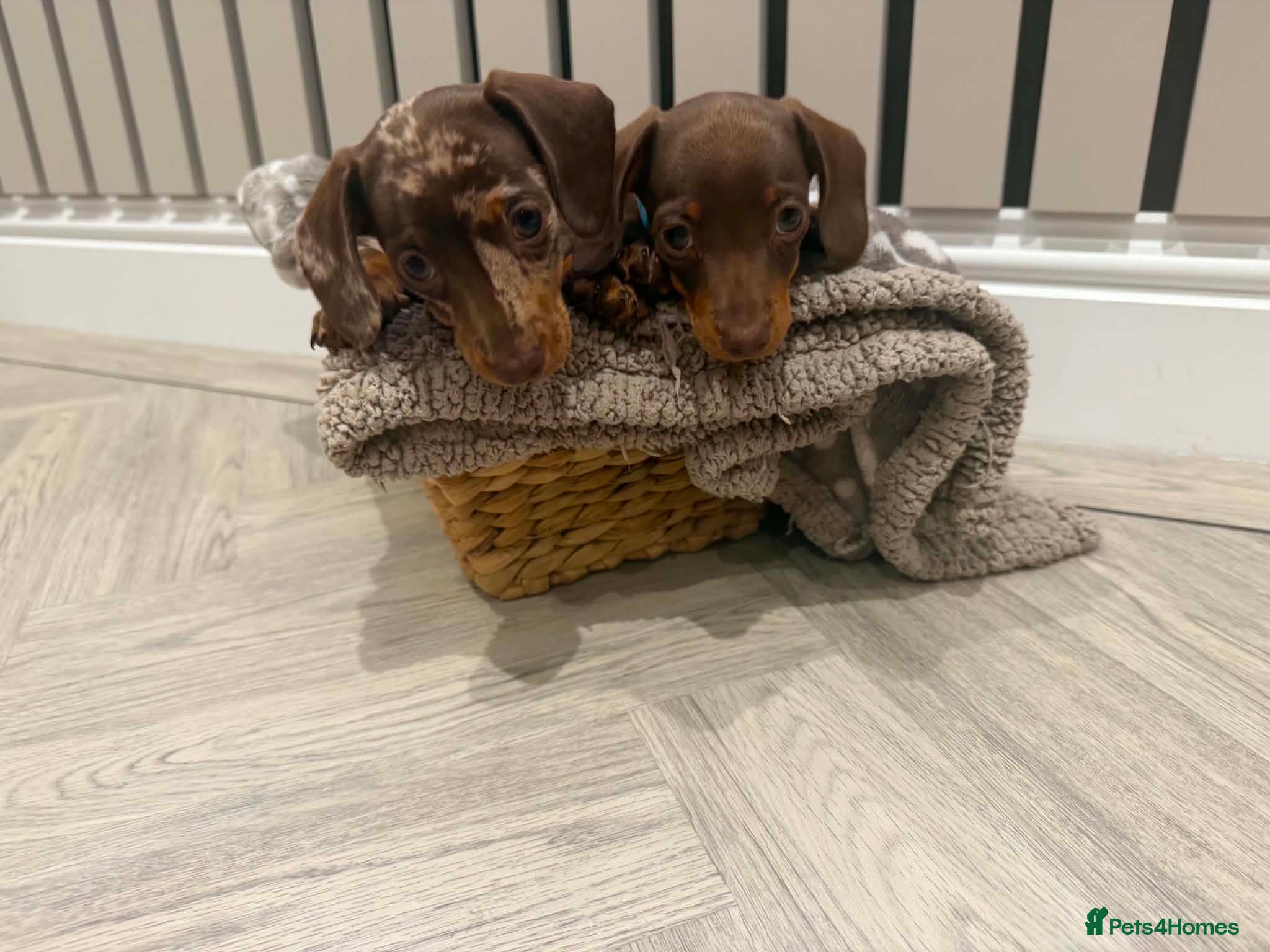 Miniature Dachshund dogs READY TO LEAVE KC miniature dachshund puppies - Advert 2