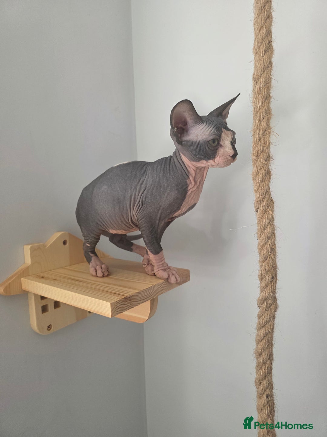 Sphynx cats for sale: 2 male sphynx cats - Image 9