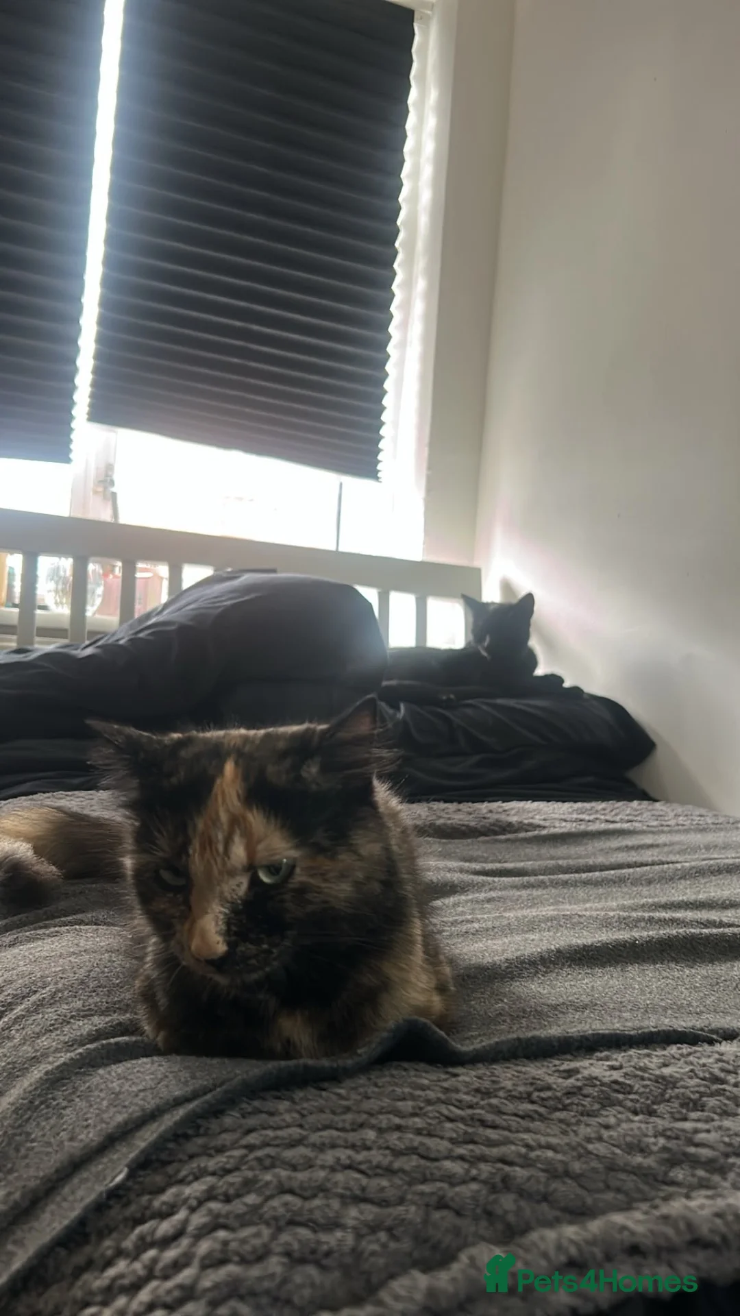 Mixed Breed cats for sale: Ginger Tabby Kitten and White kitten blue eyes  - Advert 1