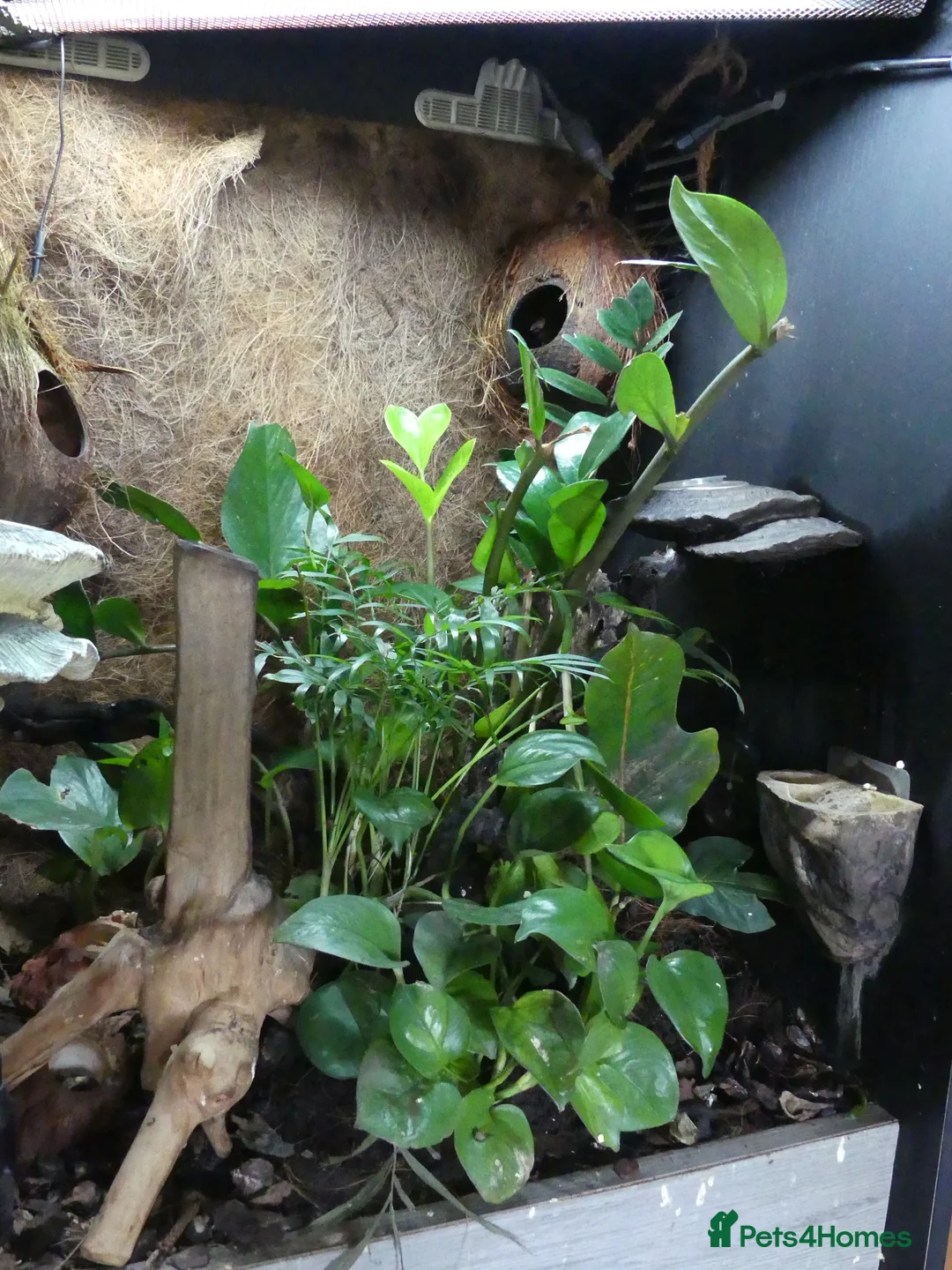 Gecko reptiles for sale: Crested Geckos with bioactive terrarium - Advert 8