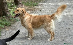 Golden Retriever dogs for sale: Golden retriever puppy’s  - Image 9