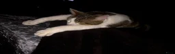 Domestic Shorthair cats for sale: Maisie the cat - Advert 5