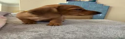 Miniature Dachshund dogs for sale: RED DAPPLE MINIATURE DACHSHUND  - Advert 10