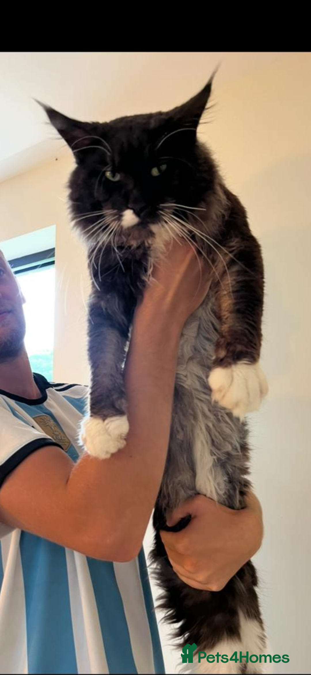 Maine Coon cats for sale: Beautiful Mainecoons blue smoke and black smoke  - Advert 3