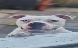 American Bulldog dogs for sale: American  bulldog  pups - Image 5