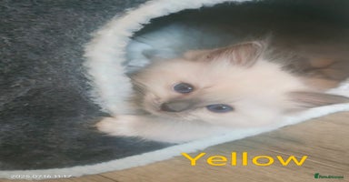Ragdoll cats - Advert 5