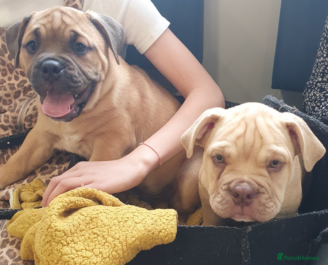Mixed Breed dogs for sale: NALA & BELGIUM  - Image 1