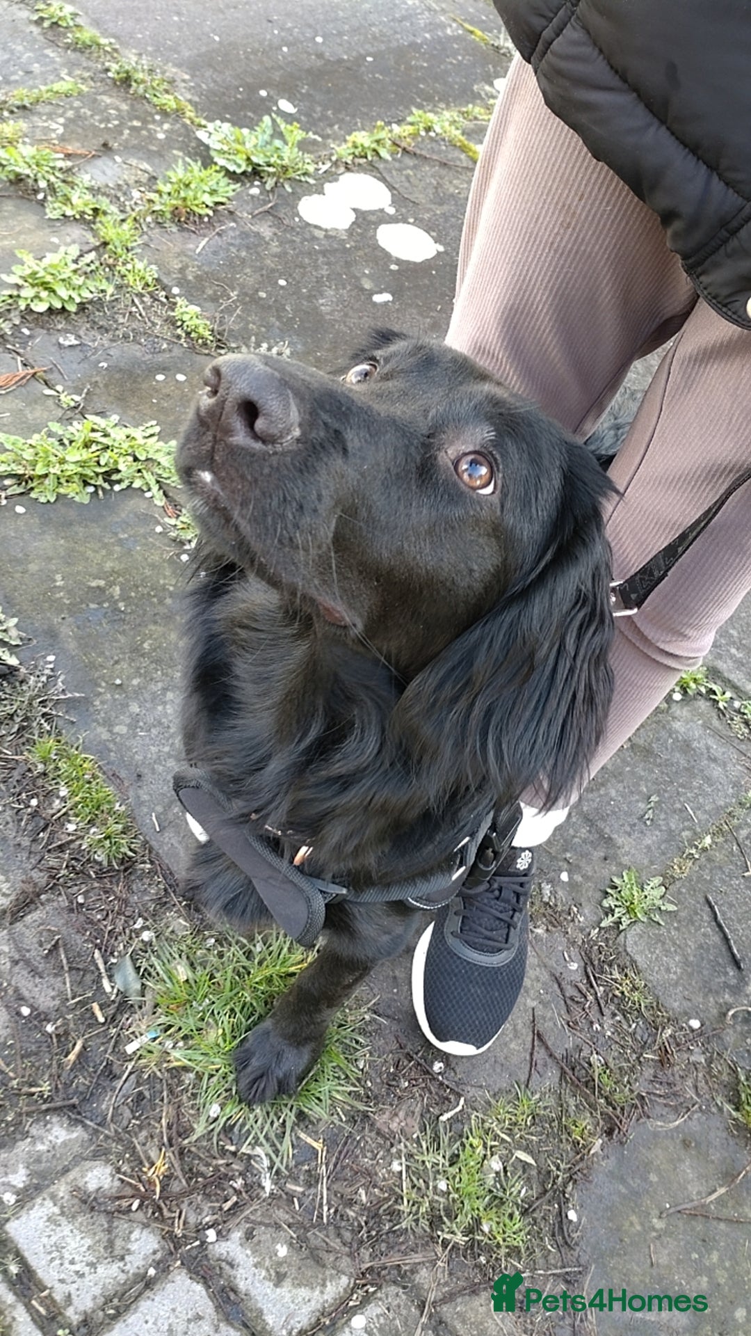 Mixed Breed dogs for sale: Cocker spaniel x German shepherd  - Image 6