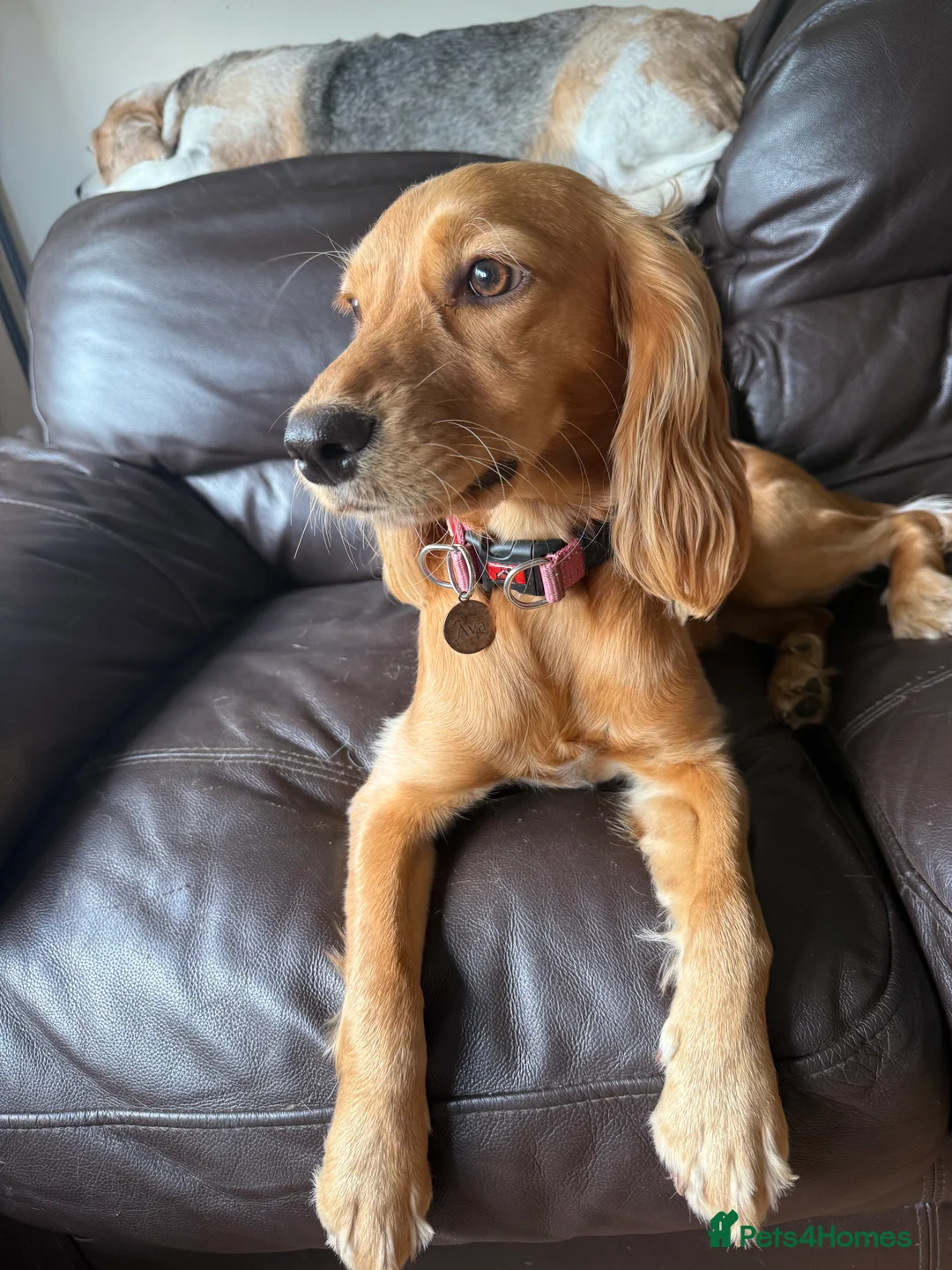 Cocker Spaniel dogs for sale: Loving Cocker Spaniel  - Advert 5