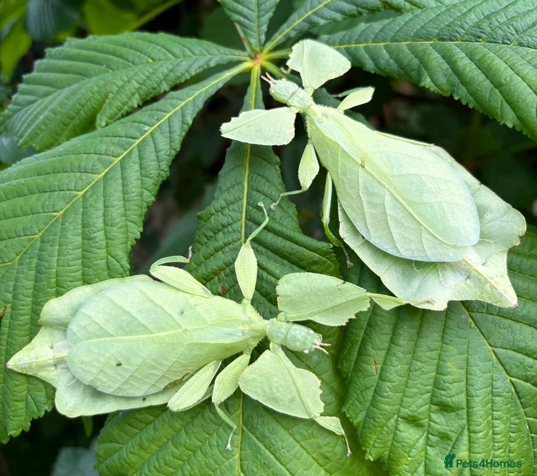 Stick Insects invertebrates for sale: Cryptophyllium limogesi nymphs (leaf insects) - Image 10
