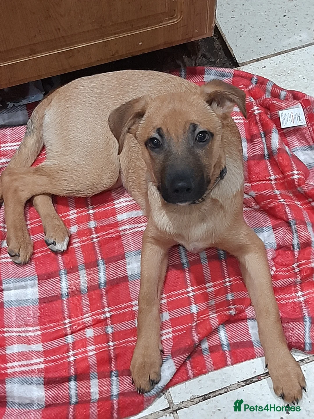 Mixed Breed dogs for sale: Gsd x Staffy x Mali - Advert 2
