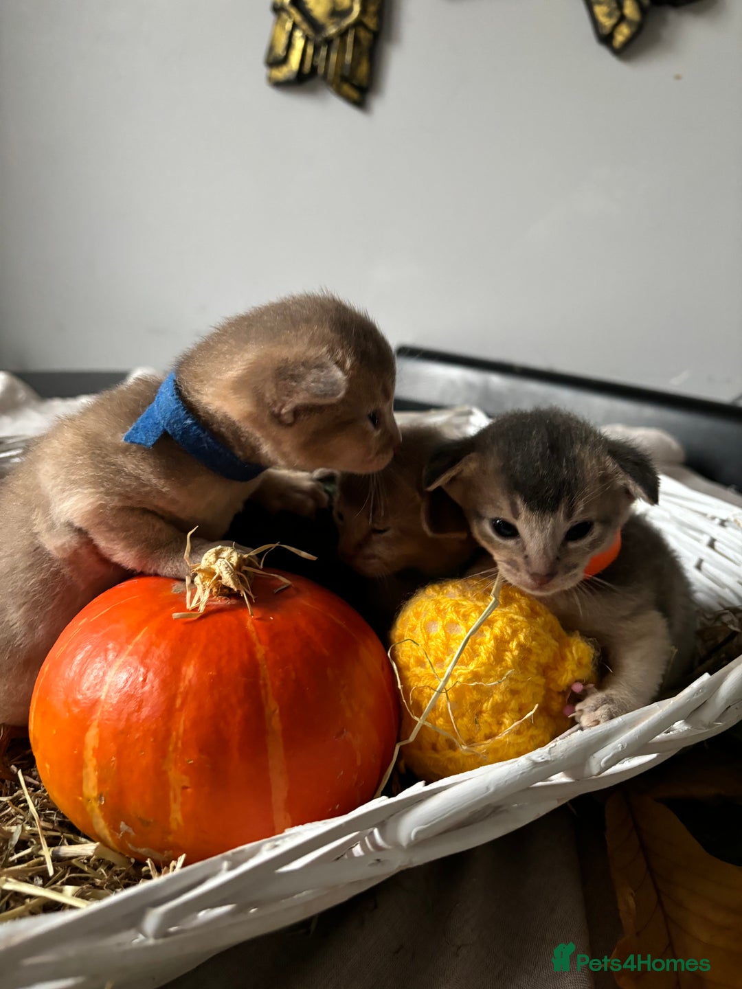 Abyssinian cats for sale: Pure pedigree Tica registered Abyssinian kittens  - Image 10