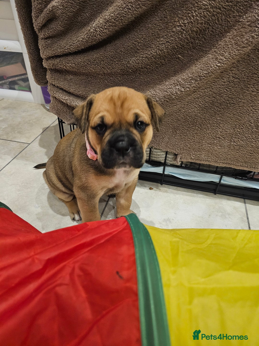 Mixed Breed dogs for sale: Baby bullmastiffs x - Advert 3