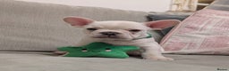 French Bulldog dogs for sale: French Bulldogs For Sale - Advert 7