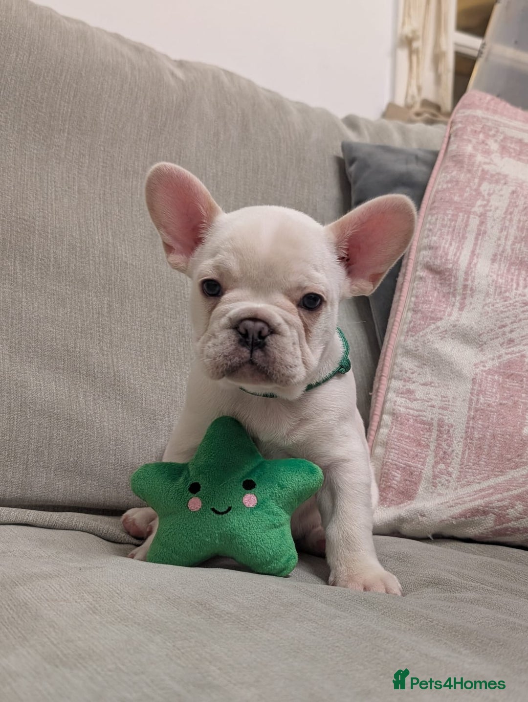 French Bulldog dogs for sale: French Bulldogs For Sale - Advert 7