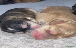 Cockapoo dogs for sale: Stunning Cockapoos - Image 9