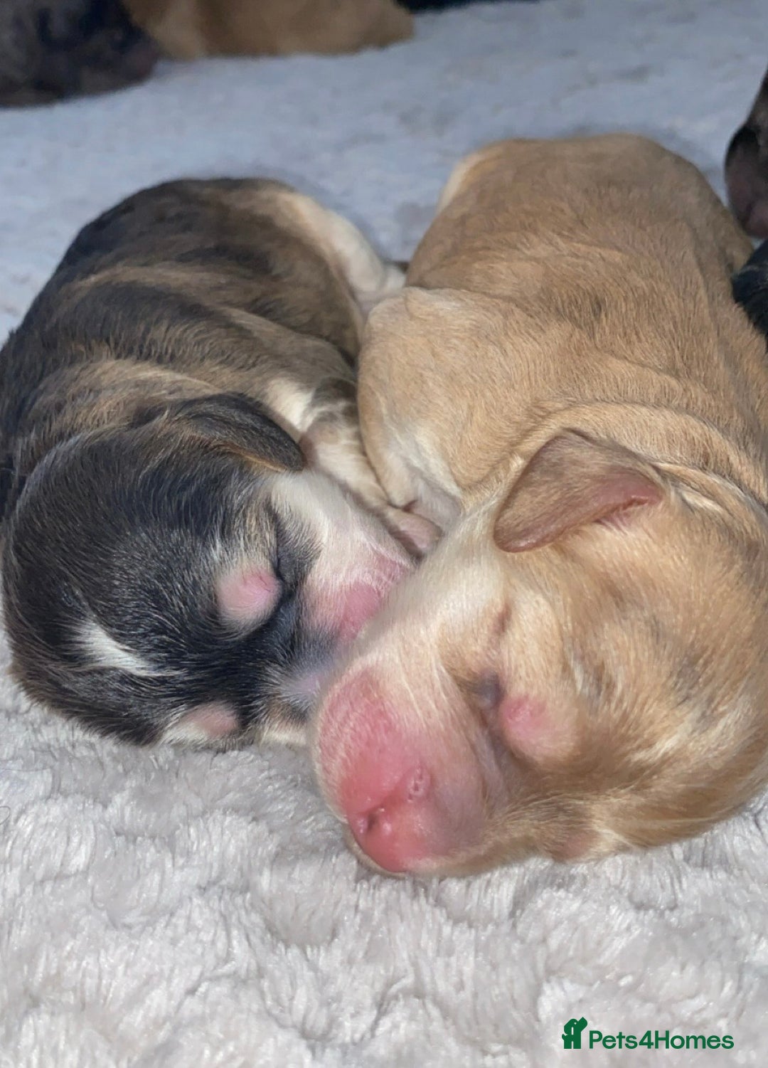 Cockapoo dogs for sale: Stunning Cockapoos - Image 9