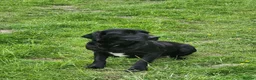 Borador dogs for sale: Gorgeous Labrador cross Border Collie Pups  - Advert 7