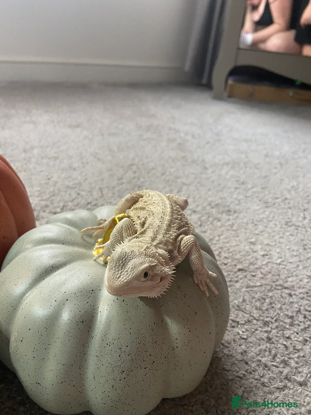 Bearded Dragon reptiles for sale: Gorgeous bearded dragon.  - Advert 14