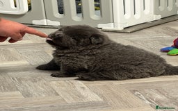 Chow Chow dogs for sale: Beautiful blue chow chow litter 💙 - Image 2