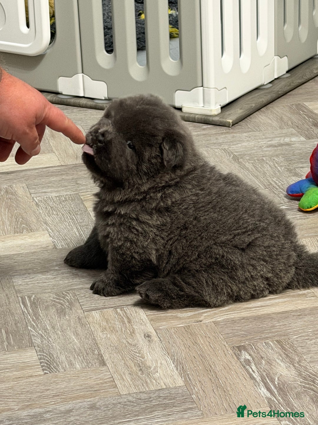 Chow Chow dogs for sale: Beautiful blue chow chow litter 💙 - Image 2