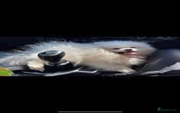 Pomeranian dogs for sale: Super quite Kc Pomeranians puppies(1 boy available - Image 13