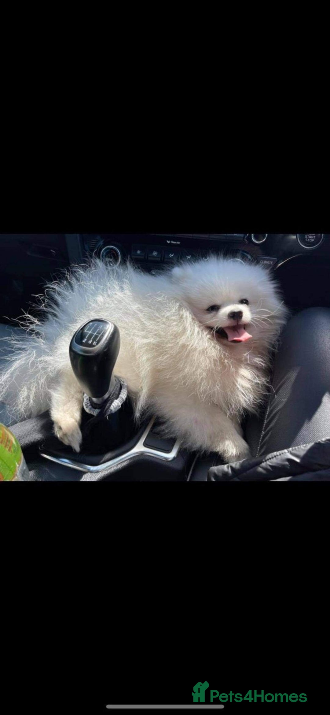 Pomeranian dogs for sale: Super quite Kc Pomeranians puppies(1 boy available - Image 13