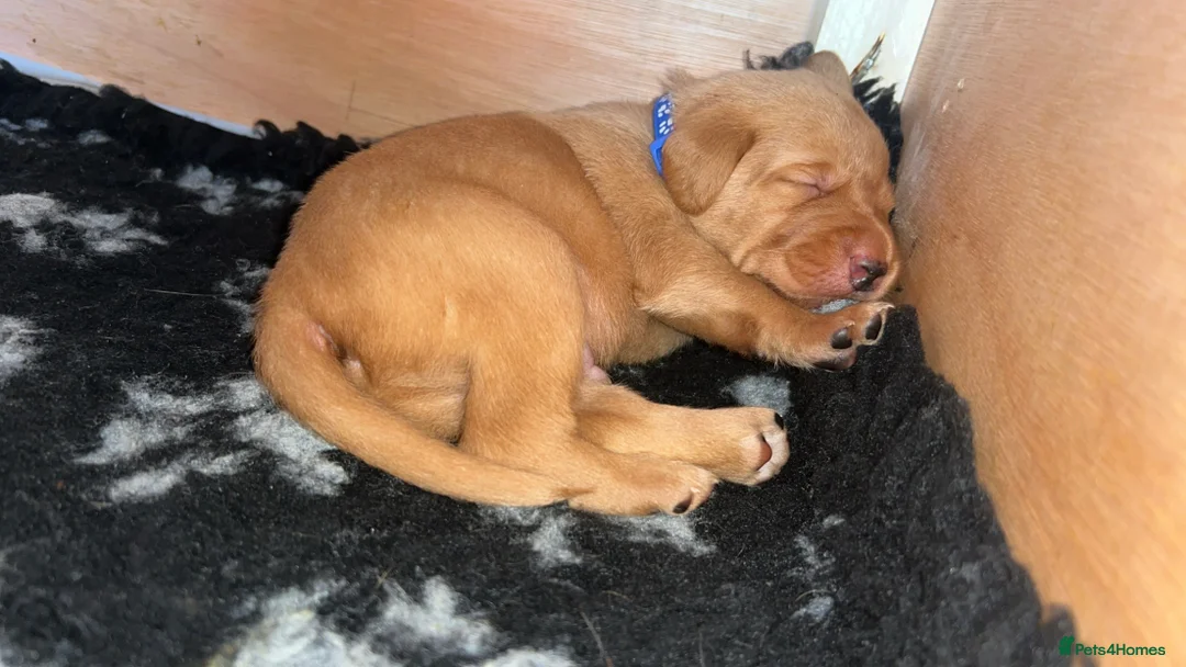 Labrador Retriever dogs for sale: Gorgeous KC Registered Fox Red Labradors  - Advert 34